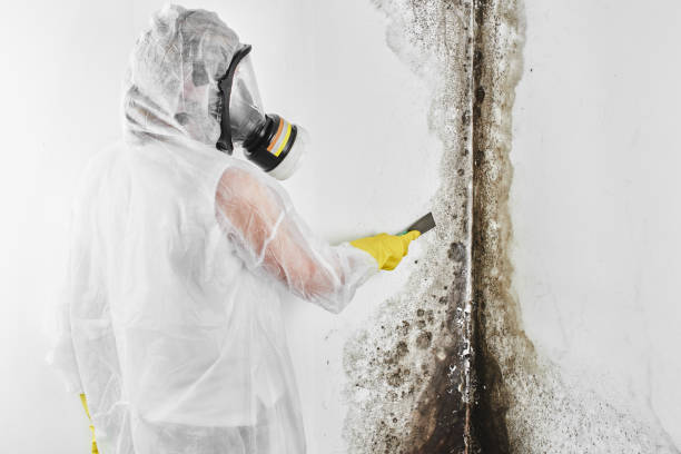 Best DIY Mold Remediation Support Services in Sierra Vista, AZ