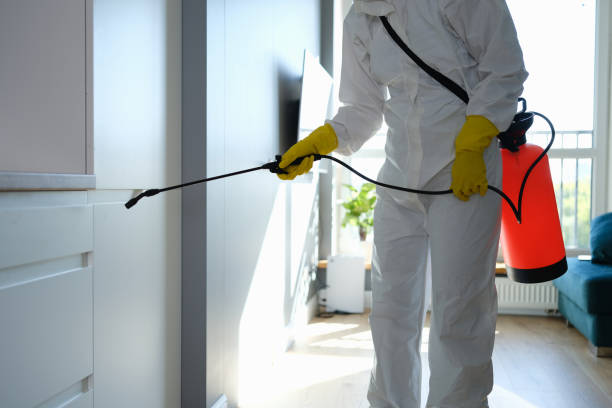 Best Localized Mold Remediation (e.g., coastal areas, humid climates) in Sierra Vista, AZ