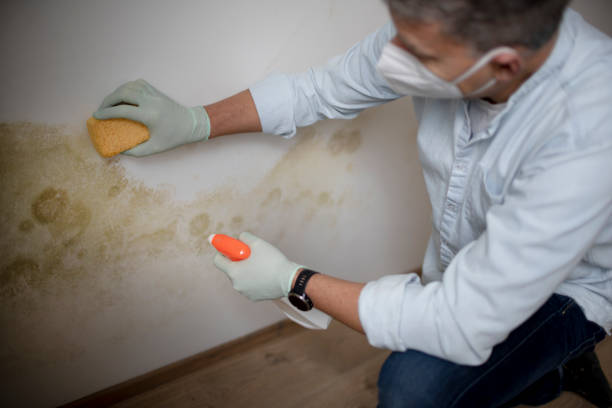 Best Basement Mold Remediation in Sierra Vista, AZ